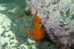 BD-161029-Alor-3745-Antennarius-pictus-(Shaw.-1794)-[Painted-frogfish].jpg
